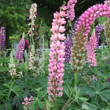 ルピナスの花も咲いていた