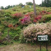 川谷つつじ山公園