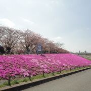 ソメイヨシノと芝桜