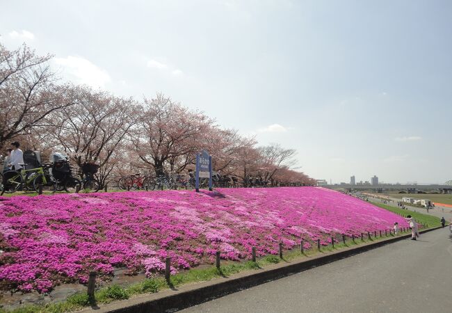 ソメイヨシノと芝桜