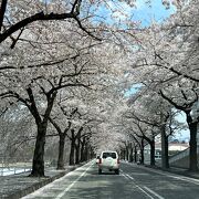 桜のトンネル