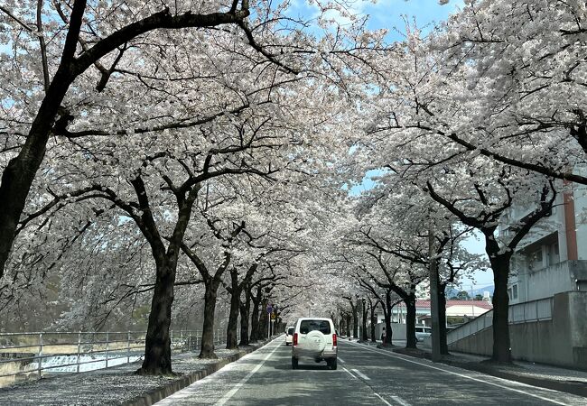 桜のトンネル