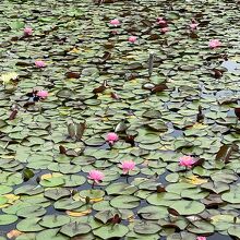 池も素敵です。