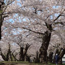 堀外周の桜