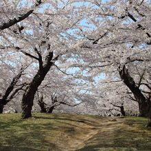 堀外周の桜