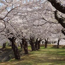 土塁の桜