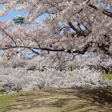 桜と五稜郭タワー