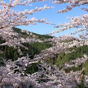 山の緑と桜との見事なコントラスト
