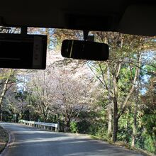 観桜期シャトルバス (竹林院～奥千本)