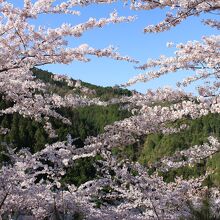 空、緑、桜