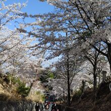 両脇から迫る桜