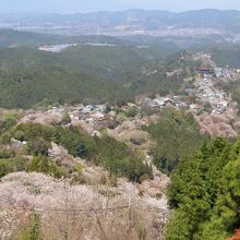 奥の方の大木から撮影