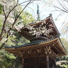 二重塔と桜