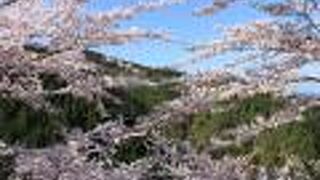 山の緑と桜との見事なコントラスト