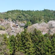 「一目千本」は大混雑でした