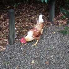 若干近寄りがたい雰囲気も