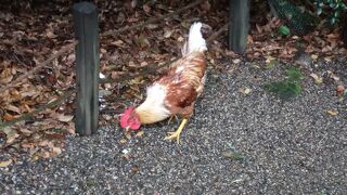 鶏が歩き回っていました