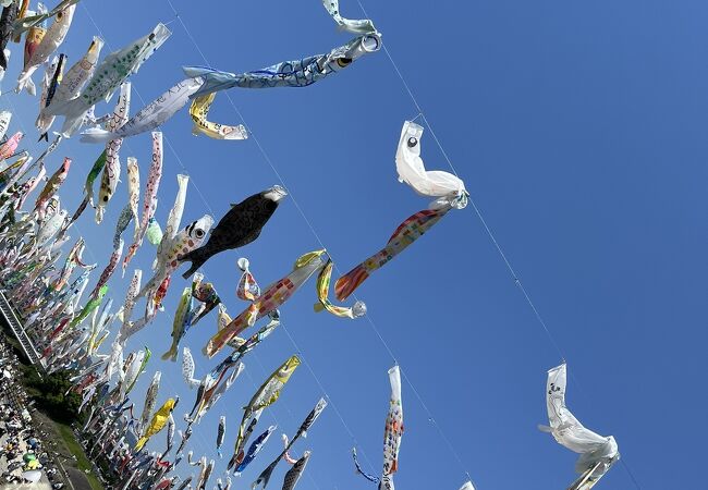 芥川桜堤公園 クチコミ アクセス 営業時間 高槻 島本 フォートラベル