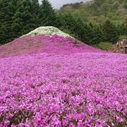 ＧＷは花盛り、人盛り