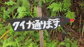 クー太、参上！