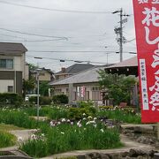 立派な株の花しょうぶが咲いていました