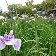 花しょうぶが唯一のイベント