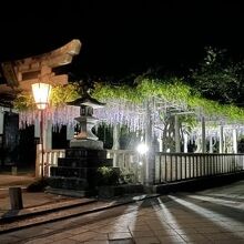 在士八幡神社の藤。