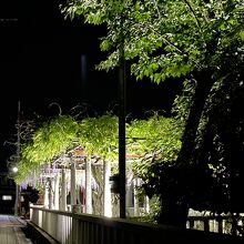 在士八幡神社の藤、ライトアップ。