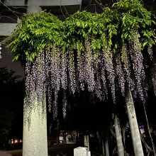 在士八幡神社の藤、ライトアップ消灯後。