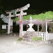 在士八幡神社、鳥居と藤。