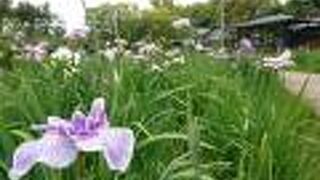 花しょうぶが唯一のイベント