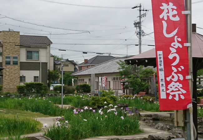 立派な株の花しょうぶが咲いていました