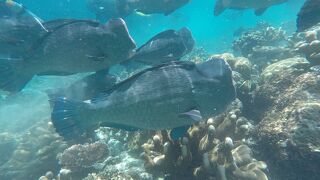 最高に綺麗な海、豊富な魚たち