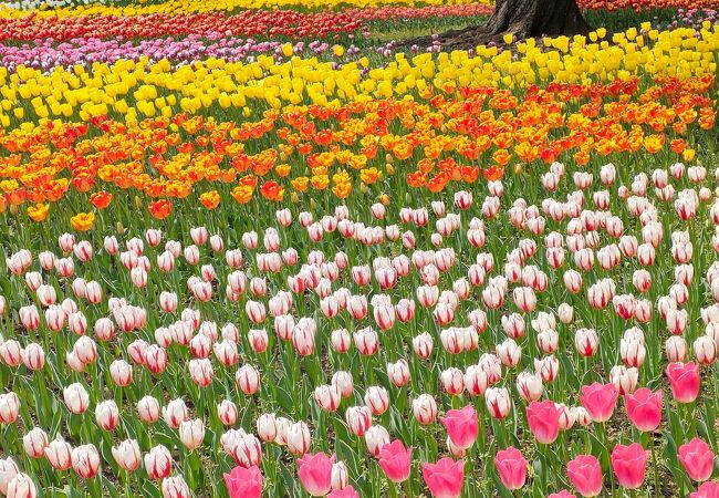 神奈川 22年5月開催のイベント フォートラベル