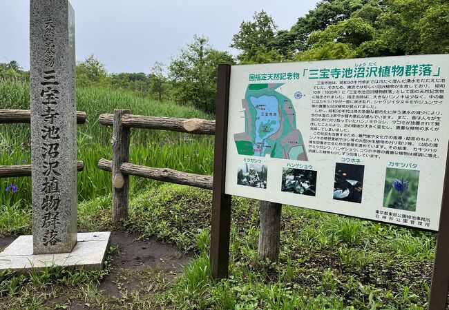 沼沢植物