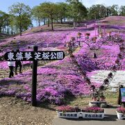 視界いっぱいに広がる芝桜の絨毯が素晴らしい