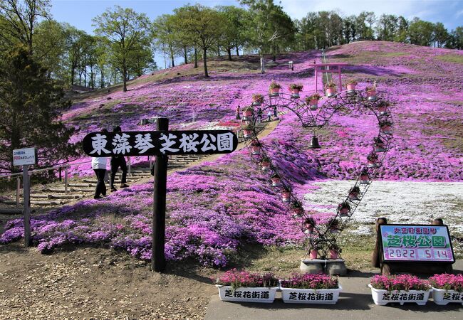 視界いっぱいに広がる芝桜の絨毯が素晴らしい