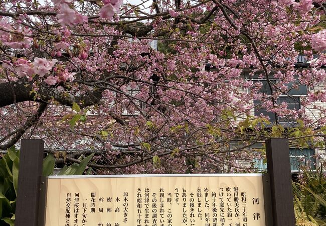 河津桜原木 クチコミ アクセス 営業時間 河津温泉郷 今井浜 フォートラベル