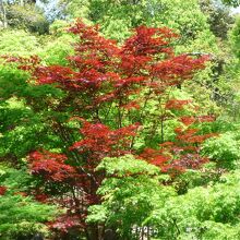 青紅葉に季節外れの紅葉？