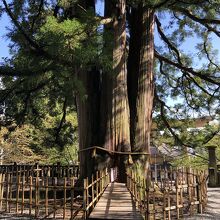 樹齢800年の三本杉