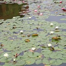 睡蓮が沢山咲いていた広い池