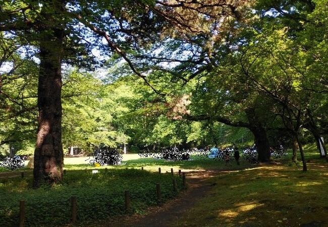 木々が多く残る自然環境豊かな公園