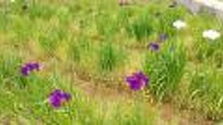 あやめ祭りで有名です