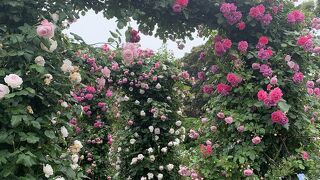 素晴らしいバラたち