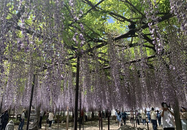 キレイな藤の花