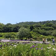 一面に花が広がる日本有数の菖蒲園