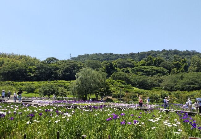 一面に花が広がる日本有数の菖蒲園