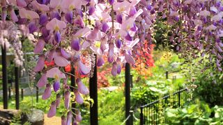 天神藤が満開でしたー♪