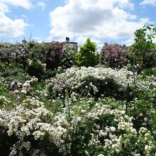 薔薇園は結構広いです。