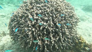 サンゴが減っています